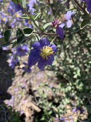 Setchellanthus caeruleus