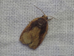 Homona mermerodes