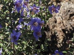 Setchellanthus caeruleus