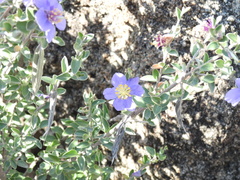 Setchellanthus caeruleus
