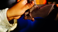 Macrotus waterhousii