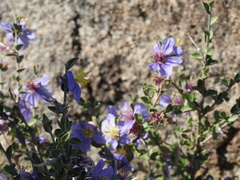 Setchellanthus caeruleus