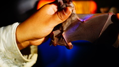 Macrotus waterhousii