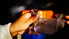 Macrotus waterhousii