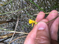 Utricularia cornuta