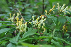 Lonicera acuminata