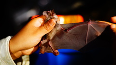 Macrotus waterhousii