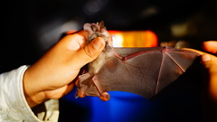 Macrotus waterhousii