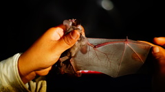 Macrotus waterhousii