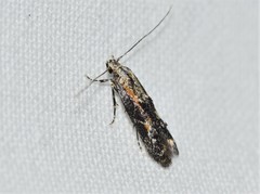 Blastodacna atra