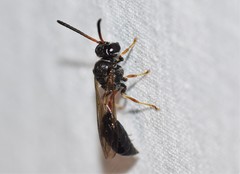 Psen erythropoda