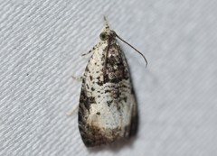 Olethreutes malana