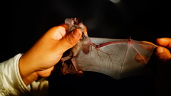 Macrotus waterhousii