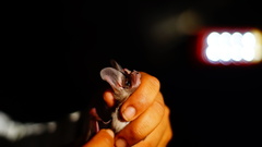 Macrotus waterhousii