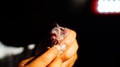 Macrotus waterhousii