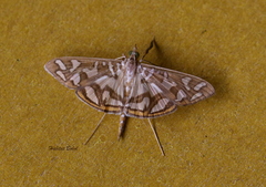 Nausinoe