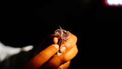 Macrotus waterhousii