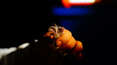 Macrotus waterhousii