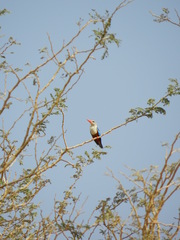 Halcyon leucocephala