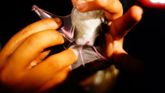 Macrotus waterhousii