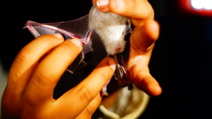 Macrotus waterhousii