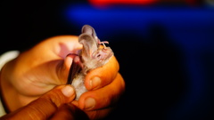 Macrotus waterhousii