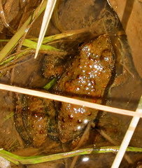 Phrynobatrachus natalensis