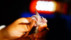 Macrotus waterhousii