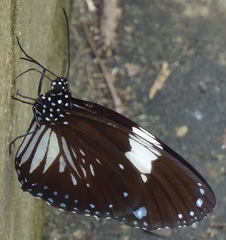Euploea radamanthus
