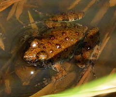 Phrynobatrachus natalensis