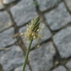 Plantago lanceolata