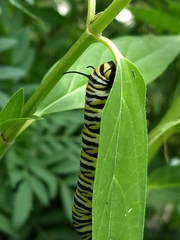 Danaus plexippus