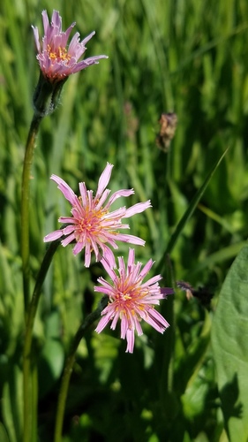 orange agoseris (Agoseris aurantiaca)