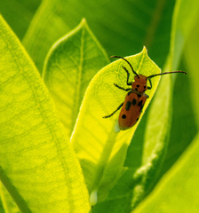 Tetraopes tetrophthalmus