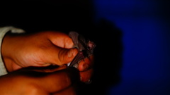 Macrotus waterhousii