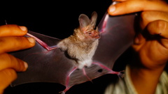 Macrotus waterhousii