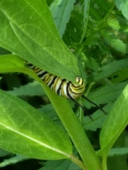 Danaus plexippus