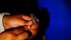 Macrotus waterhousii