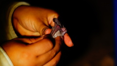 Macrotus waterhousii