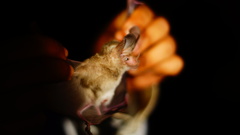 Macrotus waterhousii