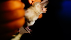 Macrotus waterhousii