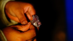 Macrotus waterhousii