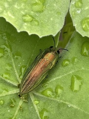 Agaeocera scintillans