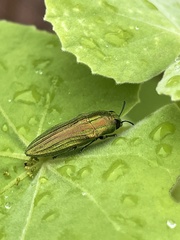 Agaeocera scintillans