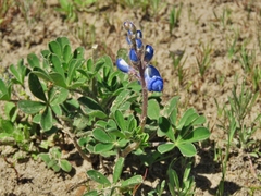 Lupinus subcarnosus