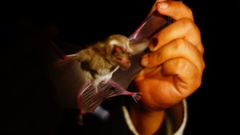 Macrotus waterhousii