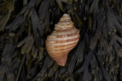 Neptunea decemcostata