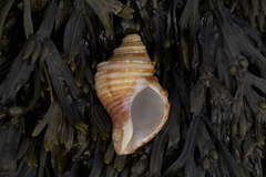 Neptunea decemcostata