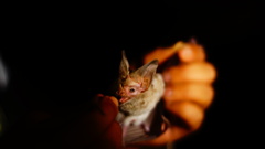 Macrotus waterhousii