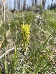 Castilleja cervina